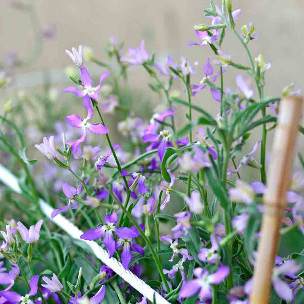 สต๊อกอีฟนิ่ง (มีกลิ่นหอม) - Evening Scented Stock (Matthiola Longipetala)