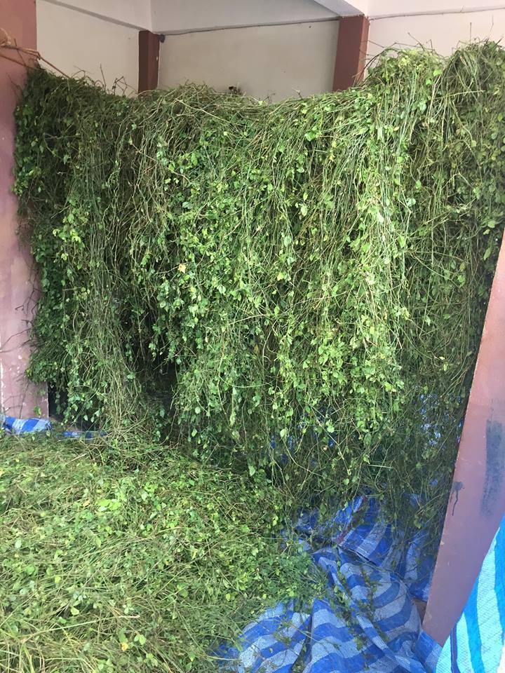 ชาเจียวกู่หลาน ขนาด 500 กรัม (ครึ่งกิโลกรัม) ราคานี้คุ้มสุด ๆ ชาออแกร์นิค เจียวกู่หลาน ปลอดสารเคมี Jiaogulan (Gynostemma pentaphyllum) ชาสมุนไพรแห่งชาติปี 2548