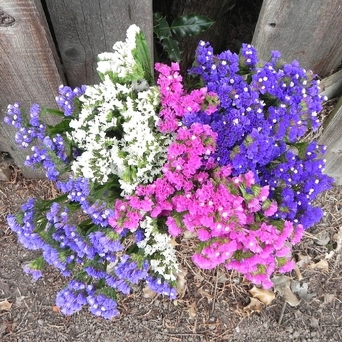 สแตติสคละสี - Mixed Statice