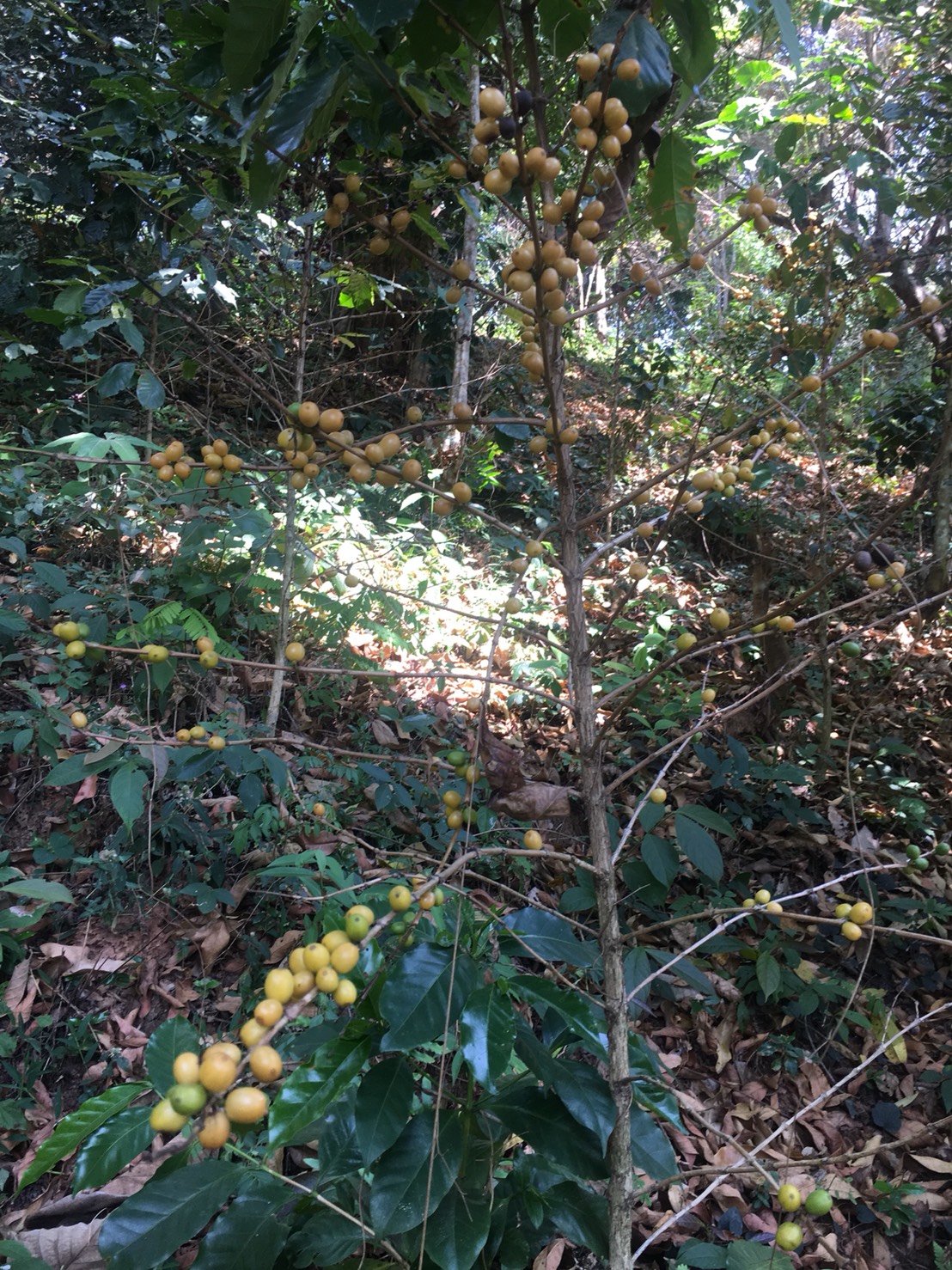 กาแฟบด ผงกาแฟ ขนาด 500 กรัม ชนิดคั่วเข้ม Ground Coffee - Medium Roast 500 g กาแฟอาราบิก้า (Arabica) 100% Shade Grown Coffee ปลูกกาแฟใต้ร่มเงา เมล็ดกาแฟออร์แกนิค ปลูกแบบธรรมชาติ ปลอดสาร จากยอดดอย อ.แม่อาย จ.เชียงใหม่