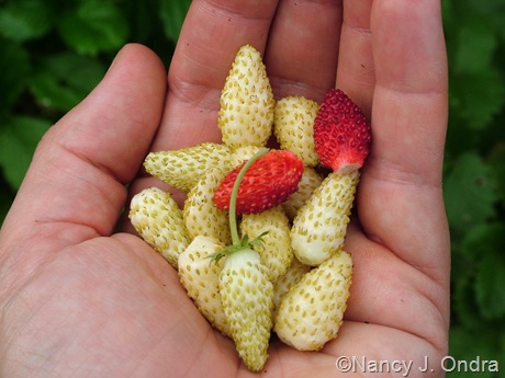 สตรอเบอรี่ไวท์โซล - White Soul Strawberry