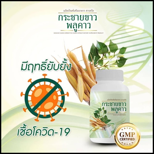 กระชายขาวผสมพลูคาว