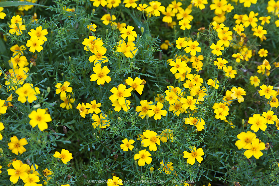 ดาวเรืองเลม่อนเจ็ม - Lemon Gem Tagetes
