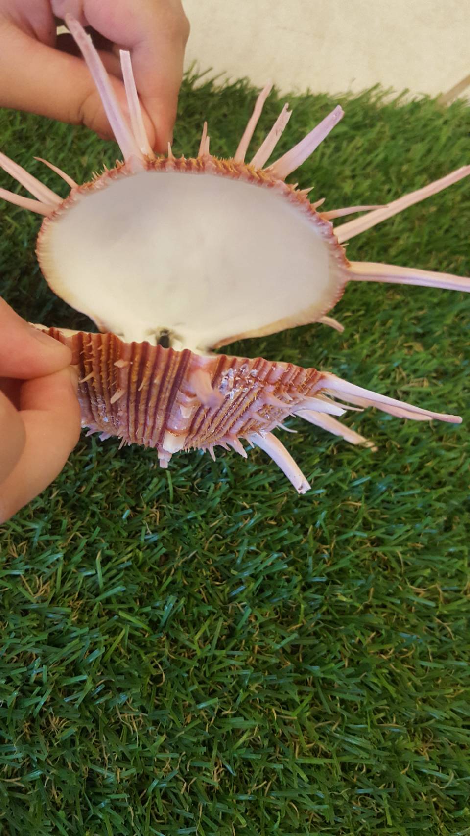 เปลือกหอยหนามทุเรียนเกรด A