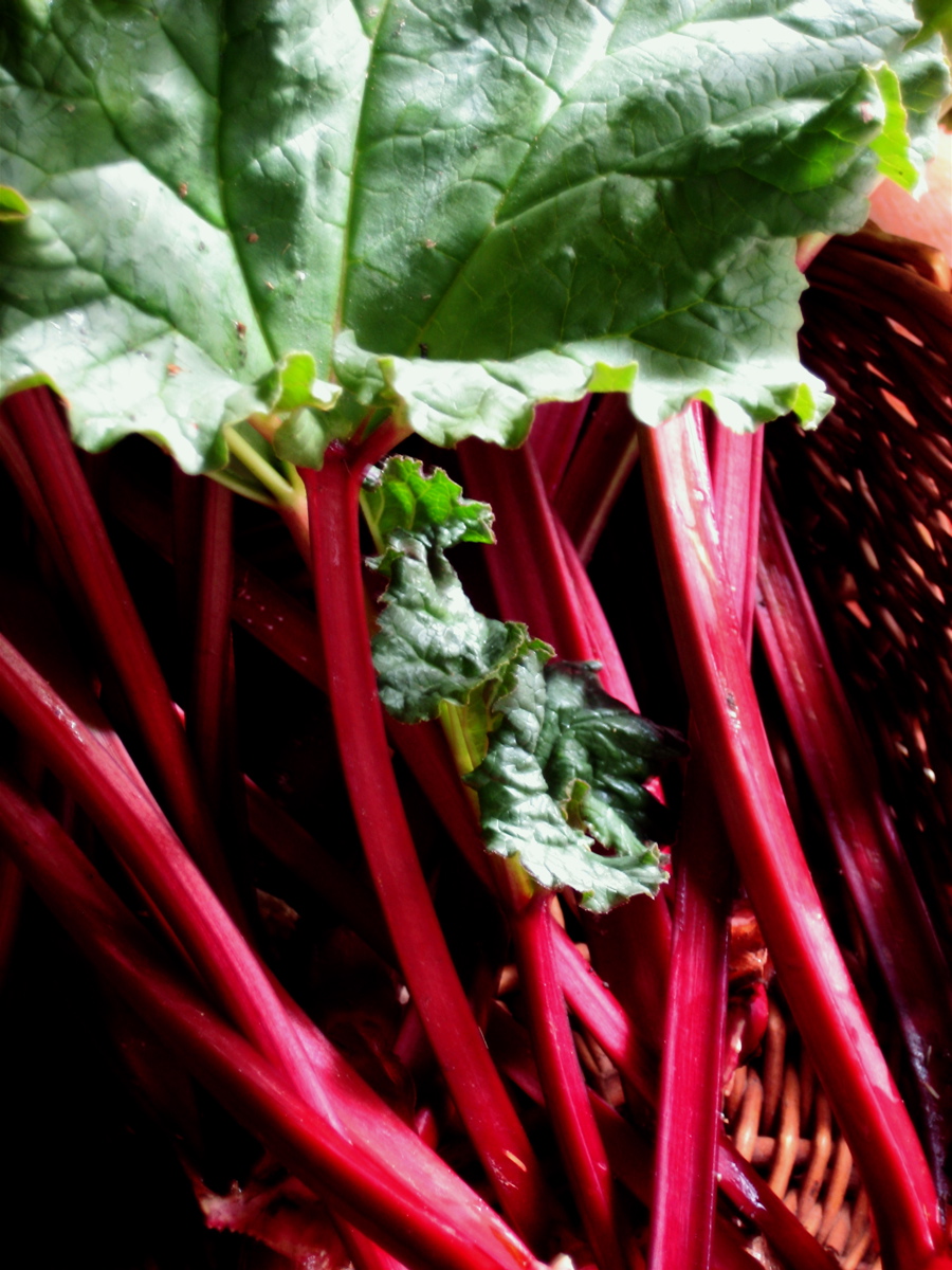 รูบาร์บ - Rhubarb