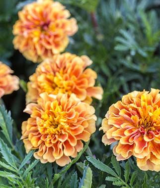 ดาวเรืองสีชมพู - Strawberry Blonde French Marigold