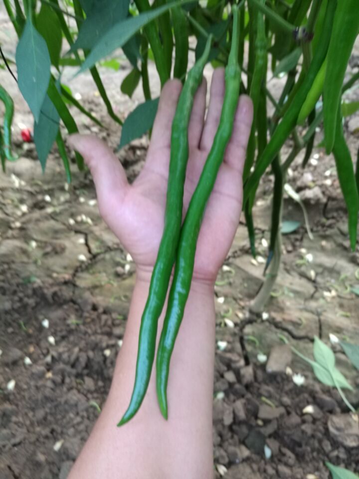 พริกยาววิค F1 - Vic Long Pepper F1