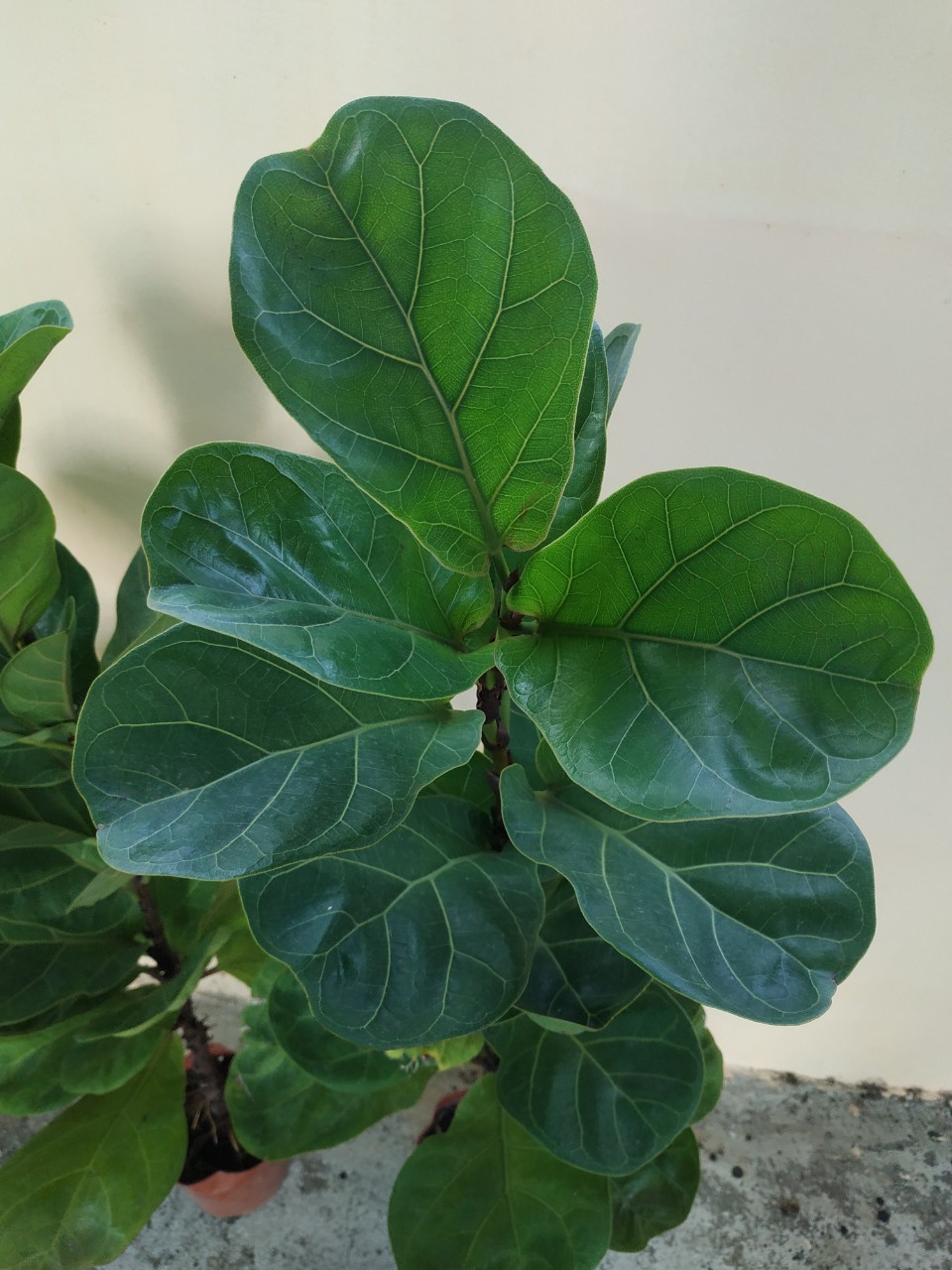 ต้นไทรใบสัก - Fiddle Fig (Ficus lyrata)