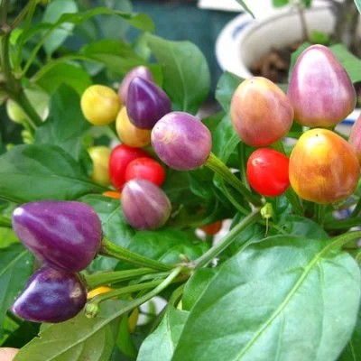 พริกประดับจีน 5 สี - Chinese Ornamental 5 Color Pepper