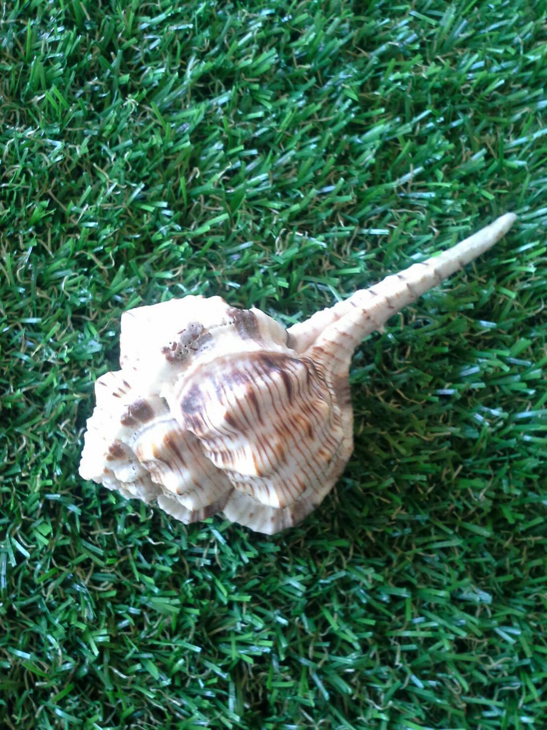 เปลือกหอยกระบวยหรือหอยไปป์