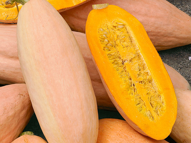 ฟักทองกล้วยสีชมพู - Pink Banana Squash