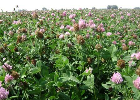 โคลเวอร์สีแดง - Red Clover