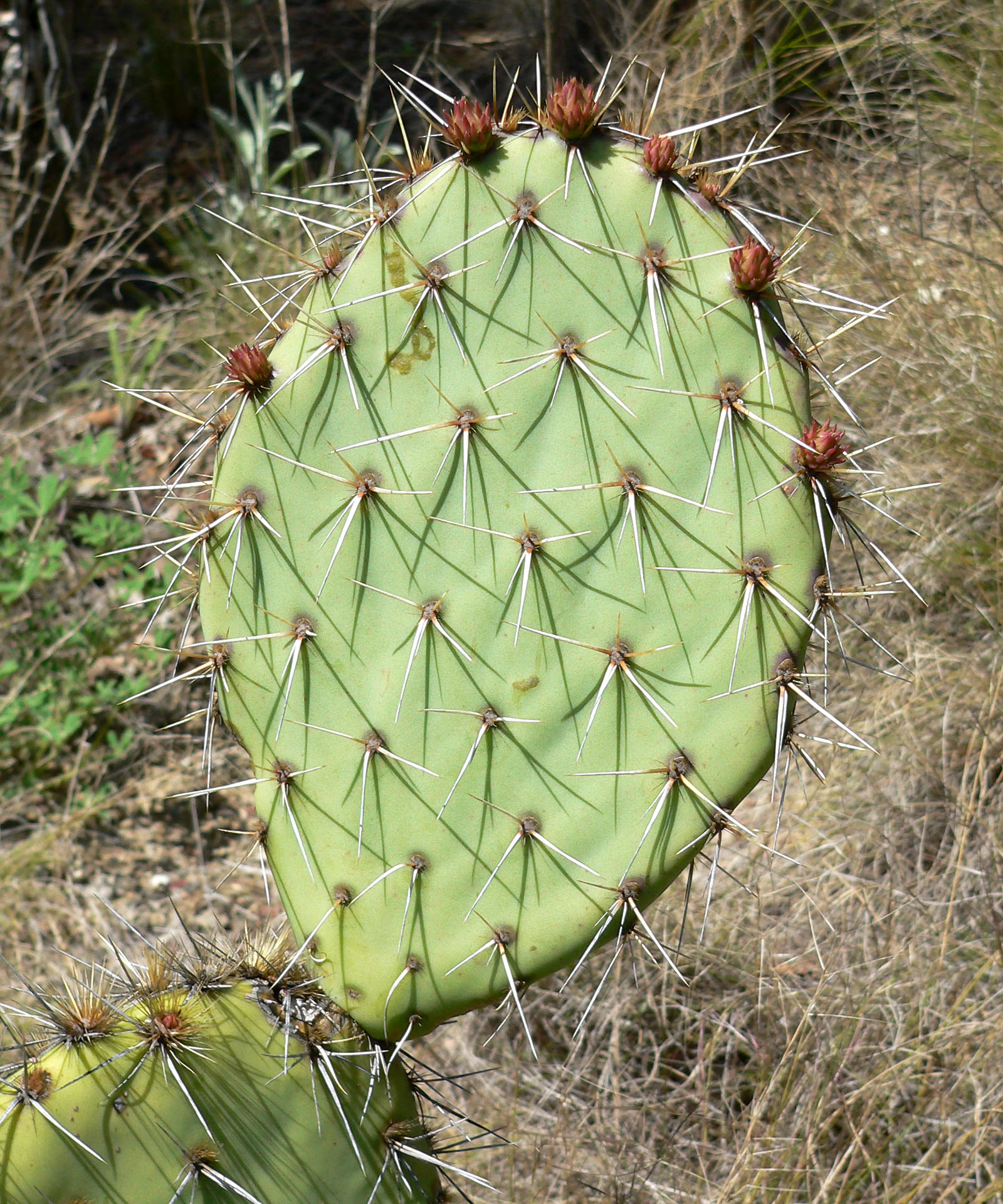 พริคลี่แพร์ทะเลทราย - Opuntia Phaeacantha