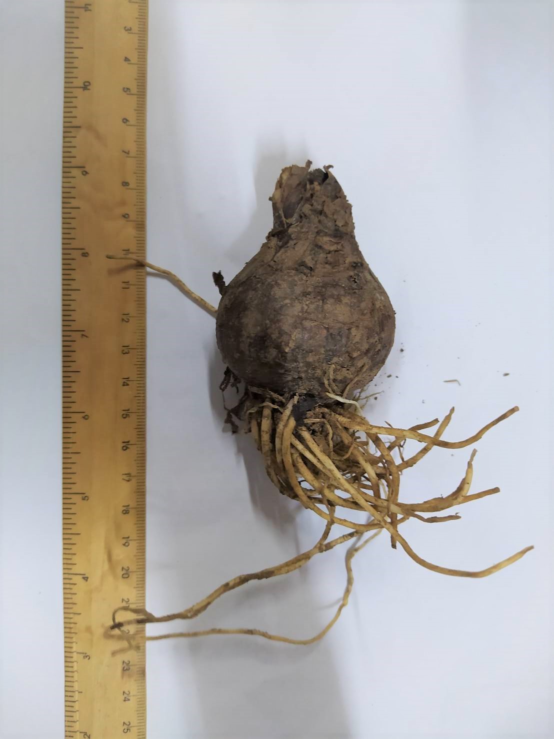 หัวลิลลี่แมงมุมสีชมพูกลีบหยิก - Pink Curling Spider Lily (Lycoris Sp.) 1 หัว