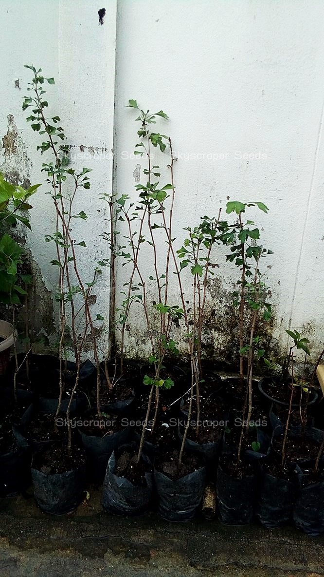 ต้นแปะก๊วย - Gingko