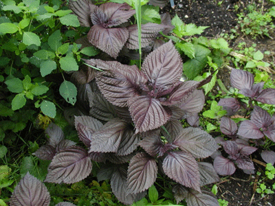 ชิโสะใบแดง - Red Perilla (Shiso)