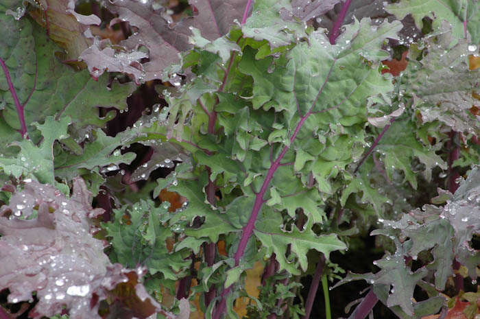 เคลวินเทอร์แดง - Winter Red Kale