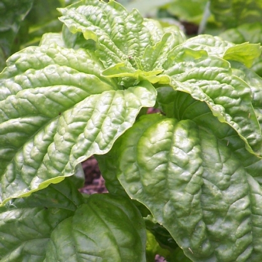 โหระพาไจแอนท์แมมมอธ - Giant Mammoth Basil