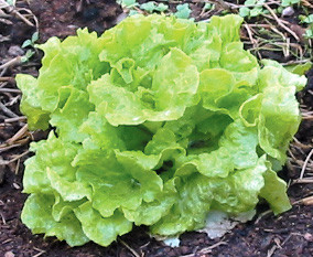 ผักสลัดซิมสัน - Black Seeded Simpson Lettuce