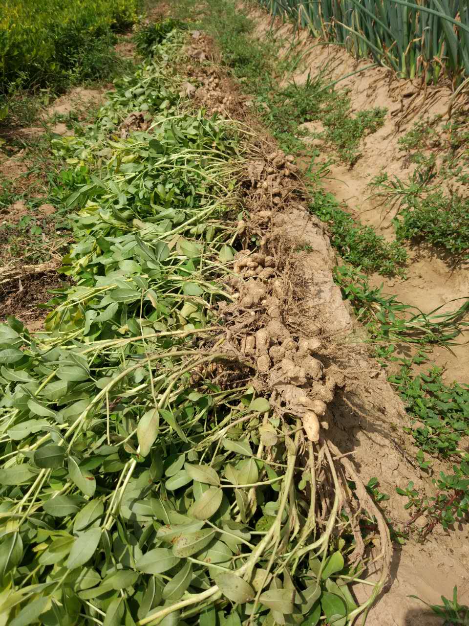 ถั่วลิสงผิวดำ - Black Peanut