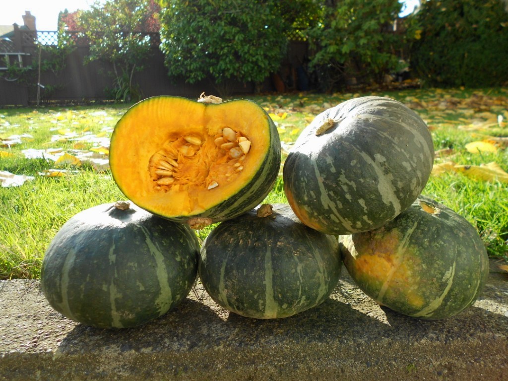 ฟักทองญี่ปุ่น - Japanese Pumpkin