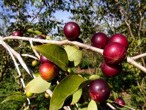 คามู คามู - Camu Camu (Myrciaria dubia) วิตามินซีสูง