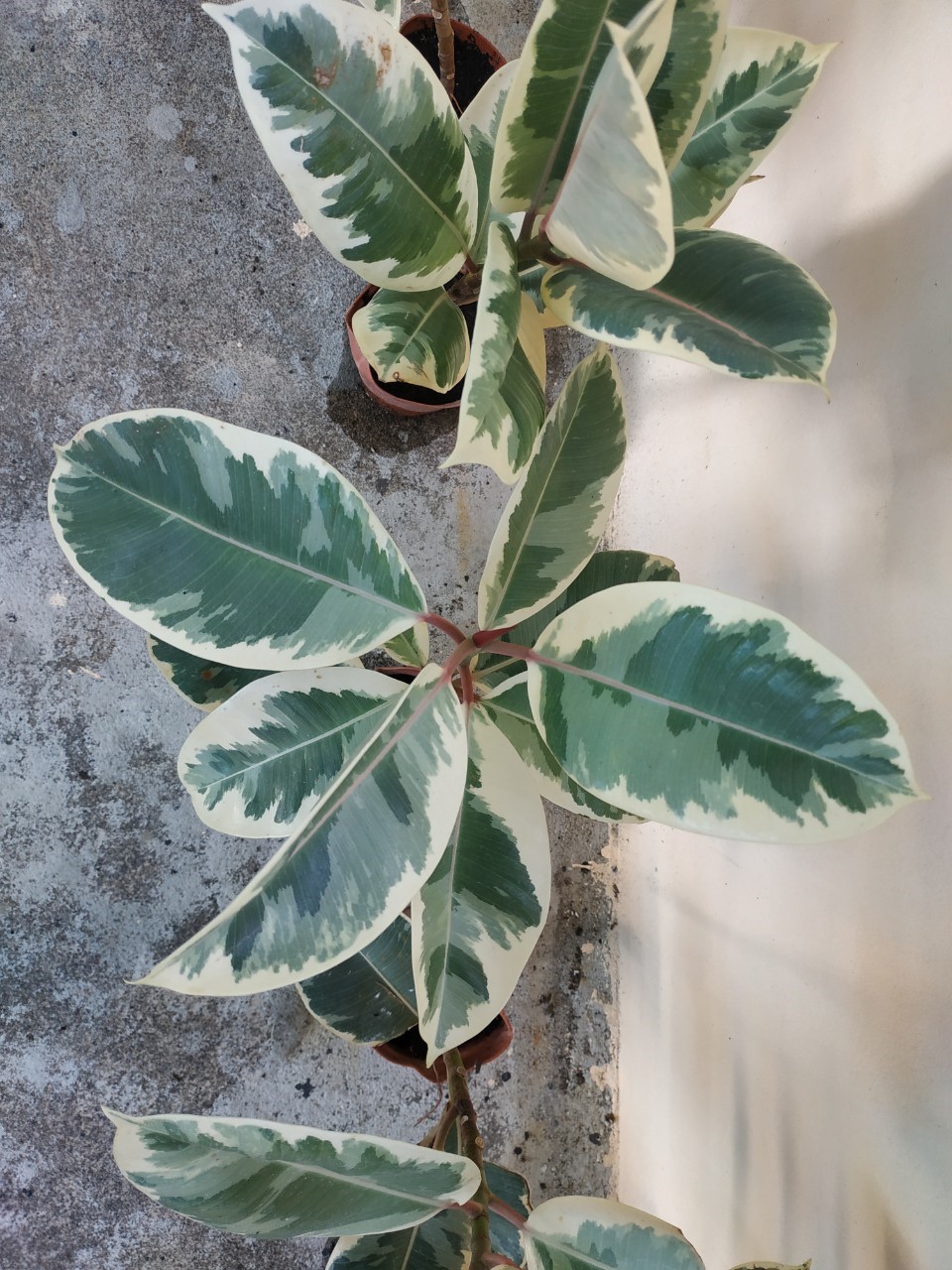 ต้นยางอินเดียใบด่าง - Ficus elastica Variegata
