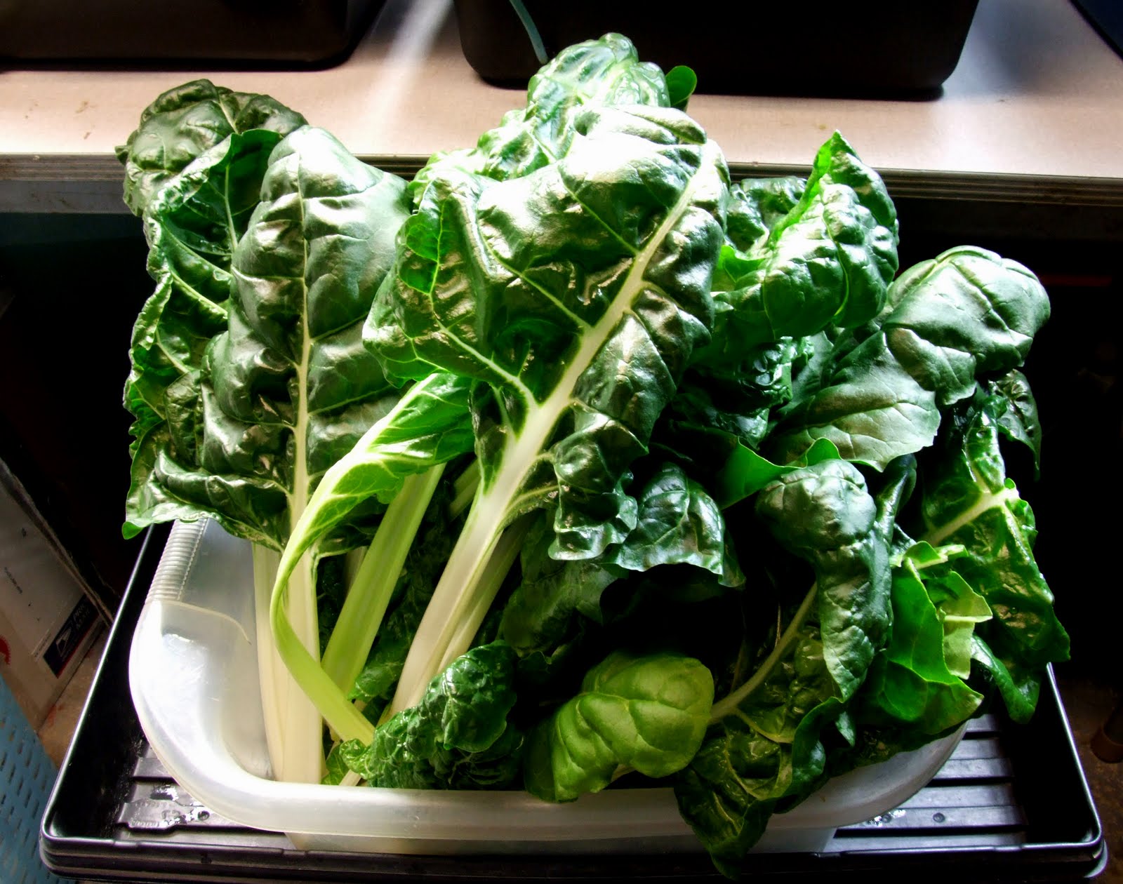 สวิสชาร์ดญี่ปุ่นอุไมนะ - Umaina Swiss Chard