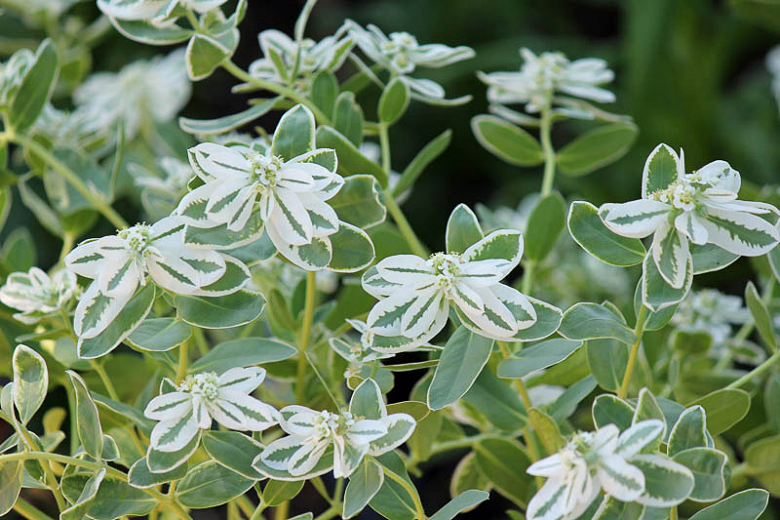 สโนว์ออนเดอะเมาท์เทน - Snow on the mountain (Euphorbia marginata)