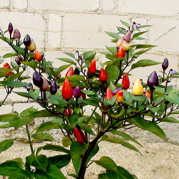 พริกประดับจีน 5 สี - Chinese Ornamental 5 Color Pepper