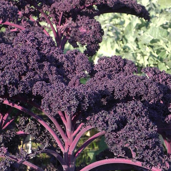 เคลเรดบอร์ F1 - Redbor Kale F1 6 เมล็ด