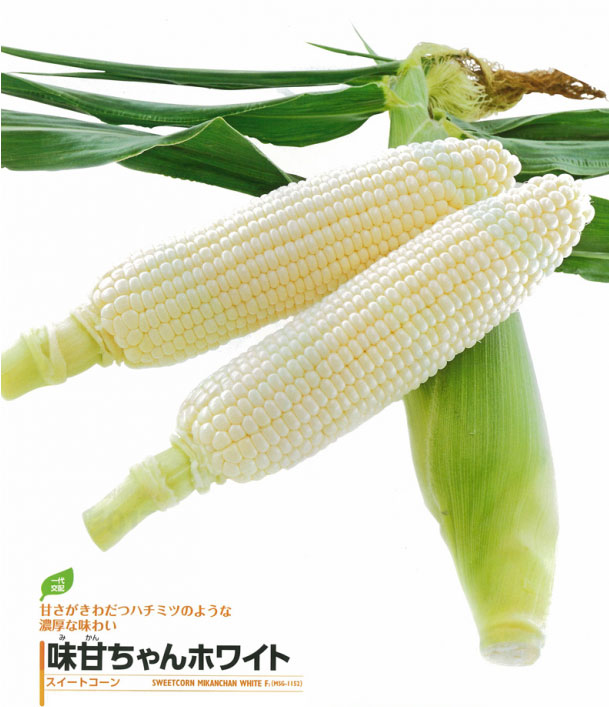 ข้าวโพดหวานทานดิบมิคันจัง F1 - Mikanchan Sweet Corn F1