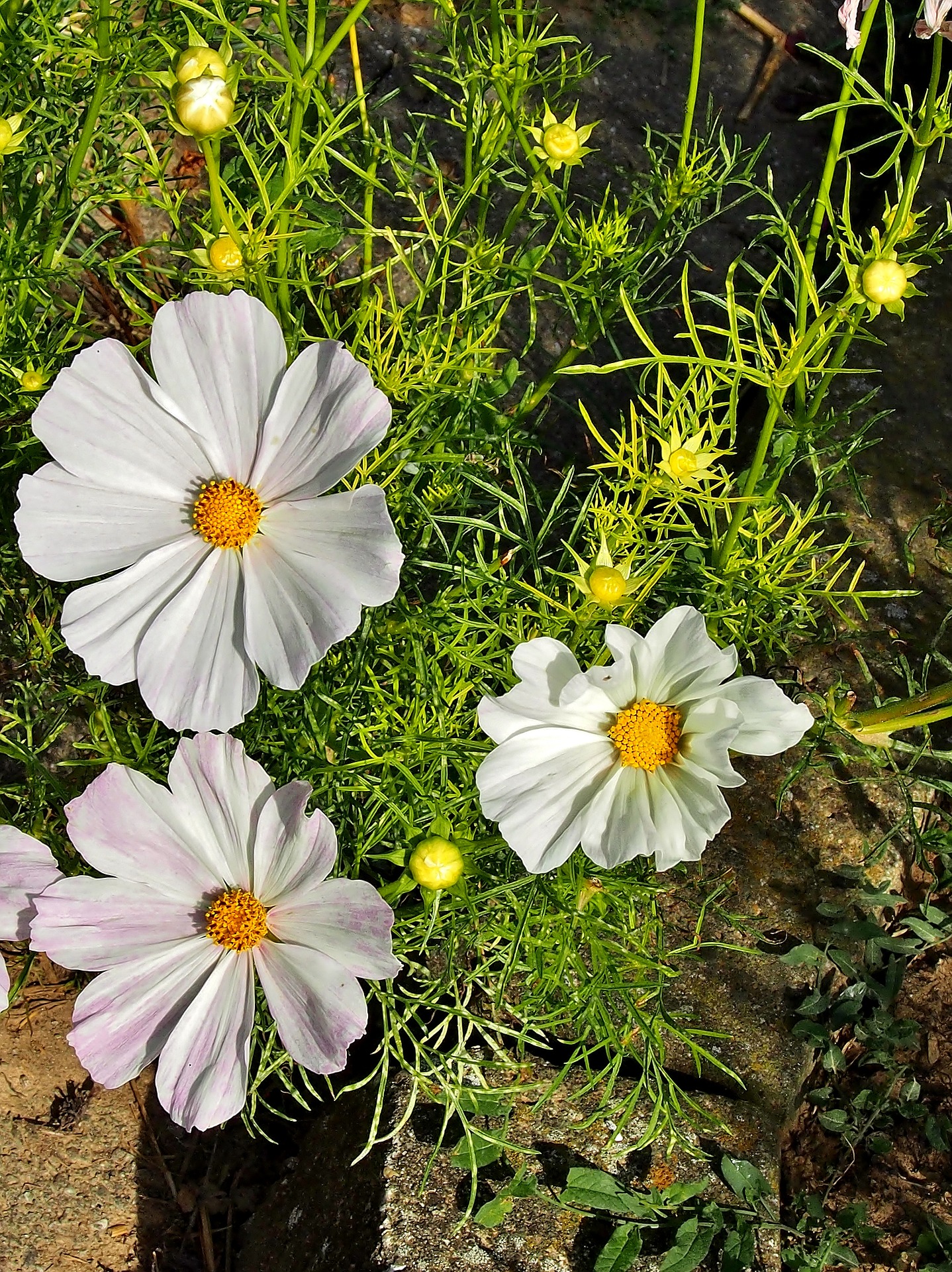 ดาวกระจายสีขาว - White Cosmos