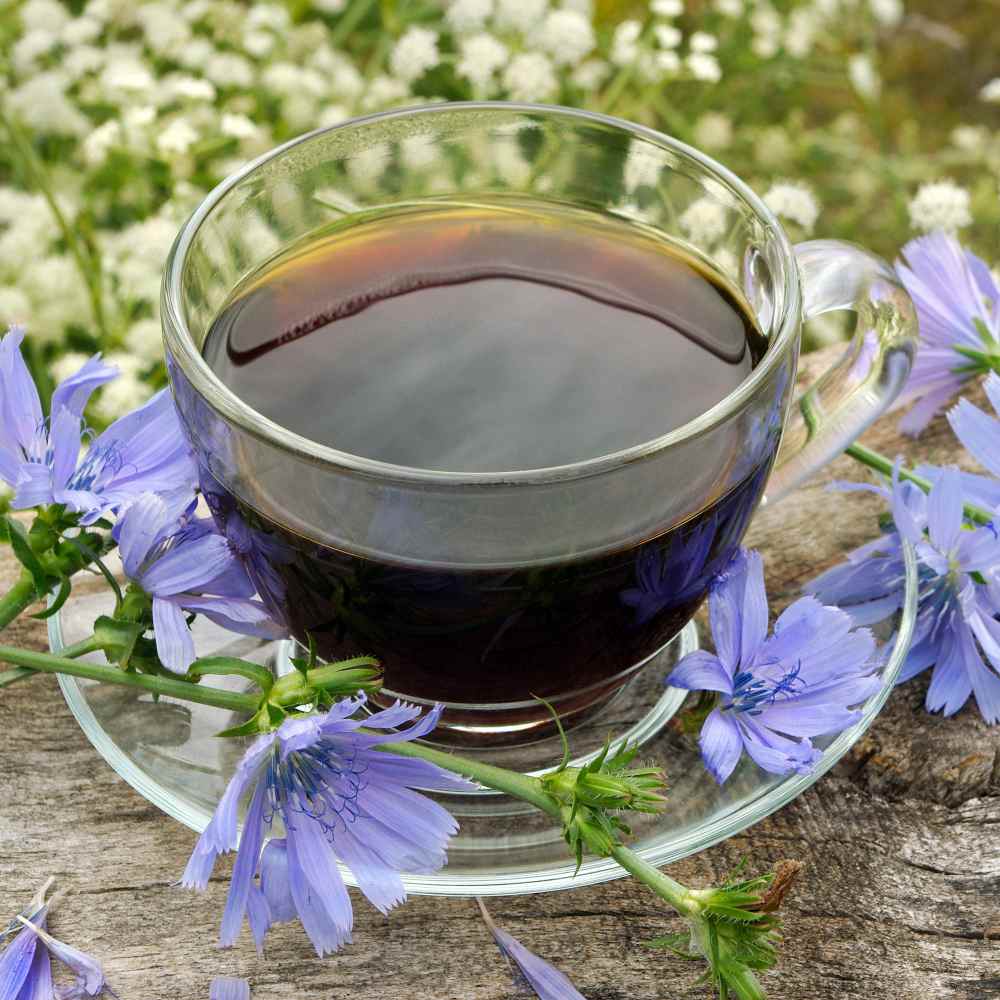 ชิโครี (รากใช้ทำกาแฟ) - Chicory