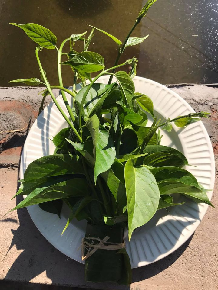 เชียงดาแคปซูล 60 เม็ด Gymnema เชียงดาแคปซูล Organic Chiangda Tea ได้รับเครื่องหมาย ประทับตรา NFI ผักเชียงดาอัดแคปซูลปลอดสารสำหรับผู้ที่มีปัญหาระดับน้ำตาลในเลือดสูง ช่วยปรับระดับอินซูลินในร่ายกายให้อยู่ในสภาวะที่สมดุล