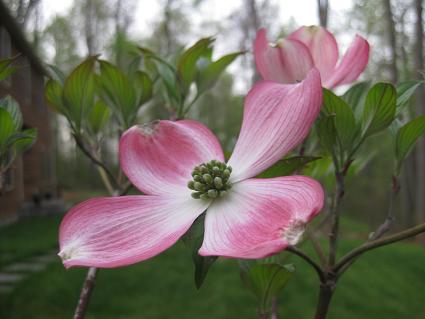 ด๊อกวู๊ดสีชมพู - Pink Dogwood Tree