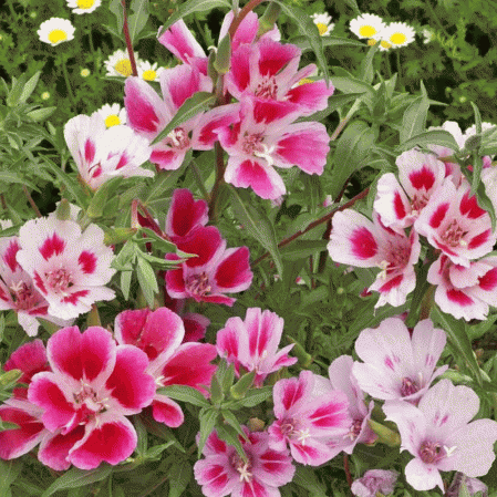 คลาเกียคละสี - Mixed Clakia Amoena