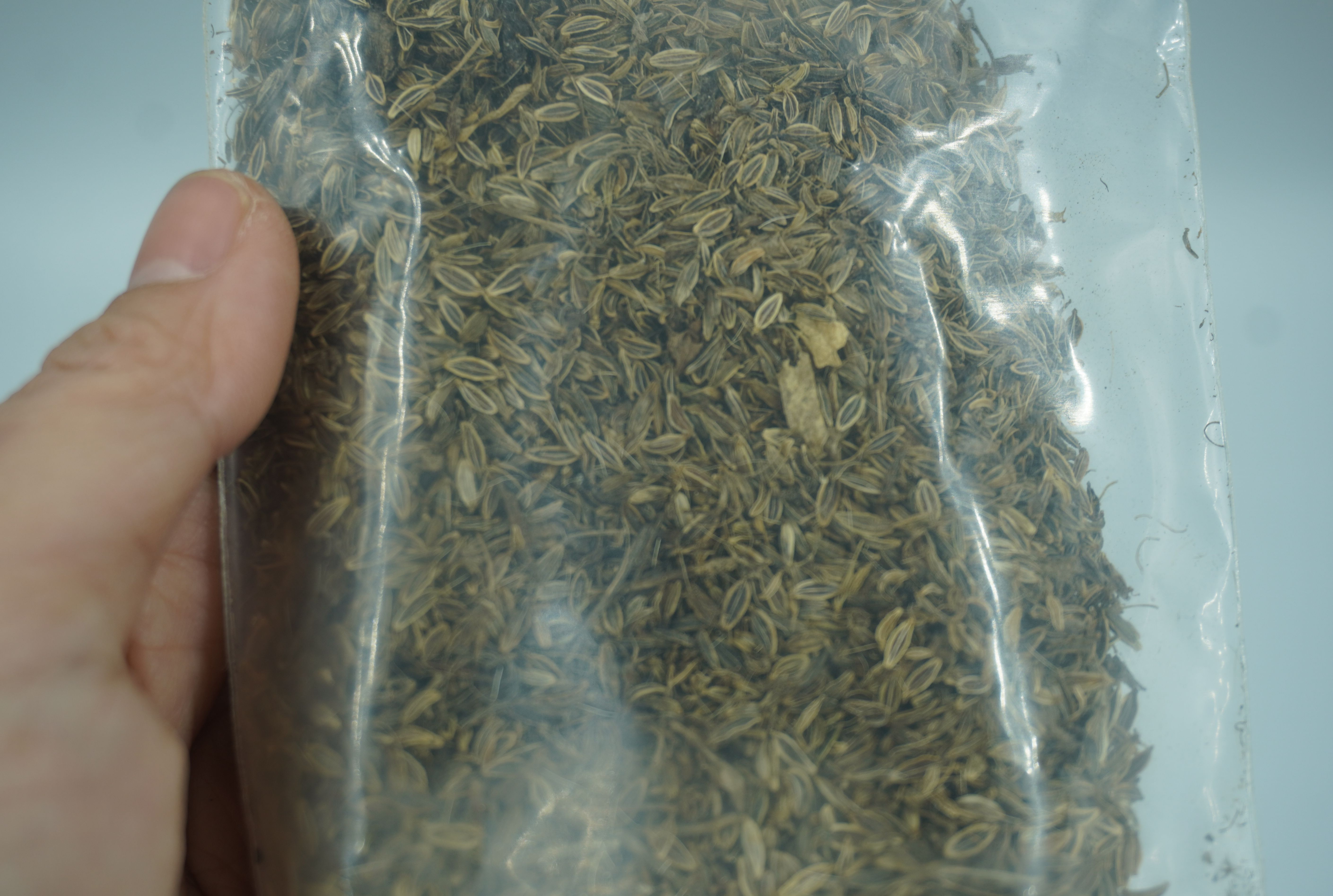 เมล็ดพันธุ์โสมตังกุย (ของหายาก) น้าหนัก 25 กรัม เม็ดโสมตังกุย เมล็ดตังกุยแห้ง (โกฐเชียง) Angelica sinensis Diels สรรพคุณ ต้านอนุมูลอิสระ บำรุงกำลัง ช่วยฟอกเลือด ช่วยกระจายโลหิต บำรุงสมอง รักษแก้อาการปวดศรีษะ มือเท้าเย็นชา ลดอาการปวดประจำเดือน