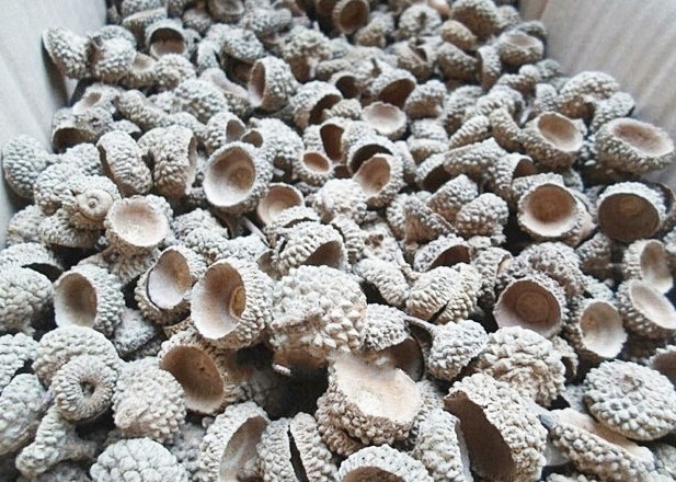 จุกลูกโอ๊ค - Acorn Cupule 20 ชิ้น (คละไซส์ เส้นผ่านศูนย์กลาง 1.5-2.5 ซม.)