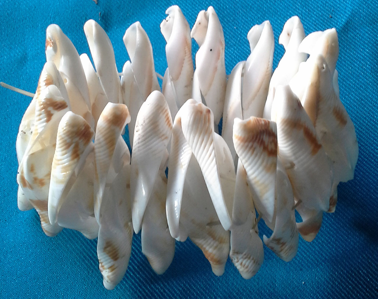 กำไลเปลือกหอยส่งฟรี