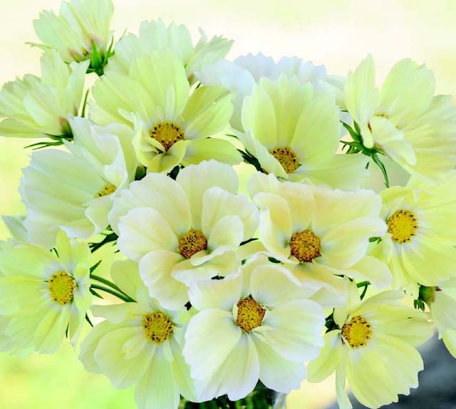 ดาวกระจายเลมอนเนด - Lemonade Cosmos