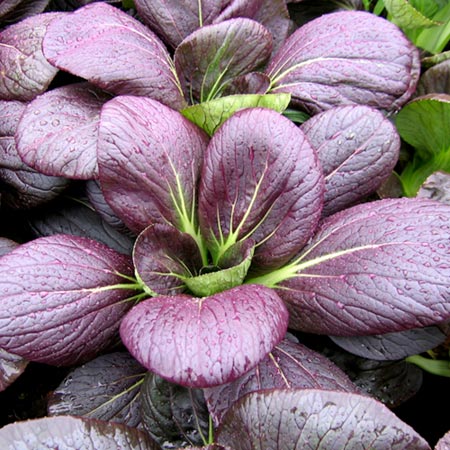 ผักกาดฮ่องเต้ใบแดง - Red Pak Choi