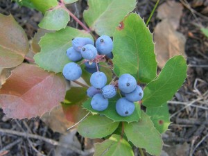 ออริกอนโฮลี่เกรป - Oregon Holly Grape