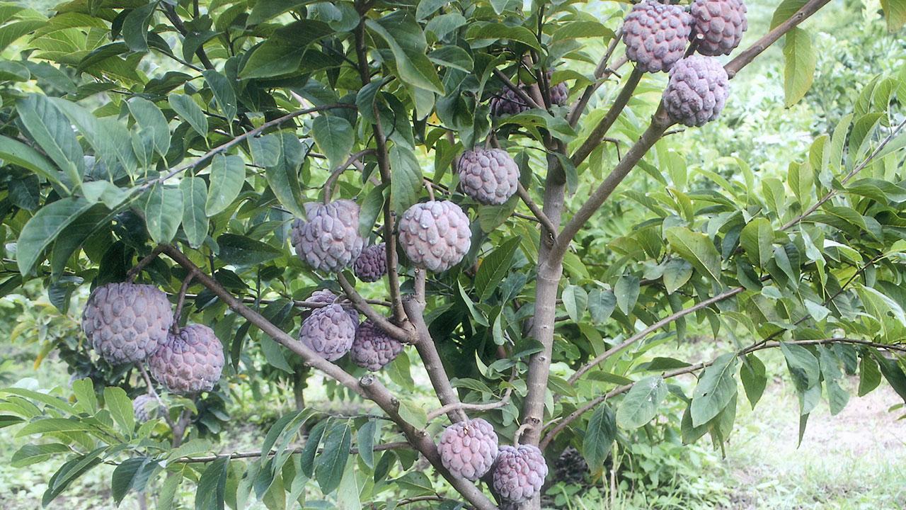 น้อยหน่าฝ้ายครั่ง - Fai Krang Sugar apple