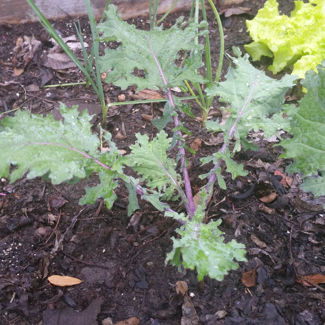 เคลวินเทอร์แดง - Winter Red Kale