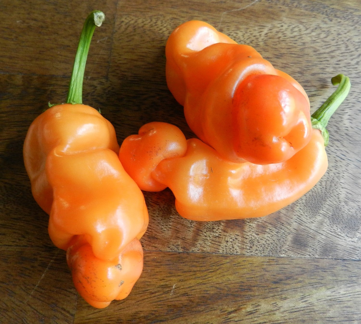 พริกกระจู๋สีส้ม - Orange Peter Pepper