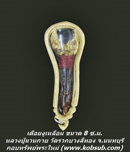 เดือยงูเหลือม ขนาด 8 ซ.ม.หลวงปู่แวนกาย พันธสาโร