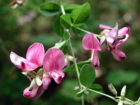 โคลเวอร์เกาหลี - Korean Clover (Lespedeza stipulacea)