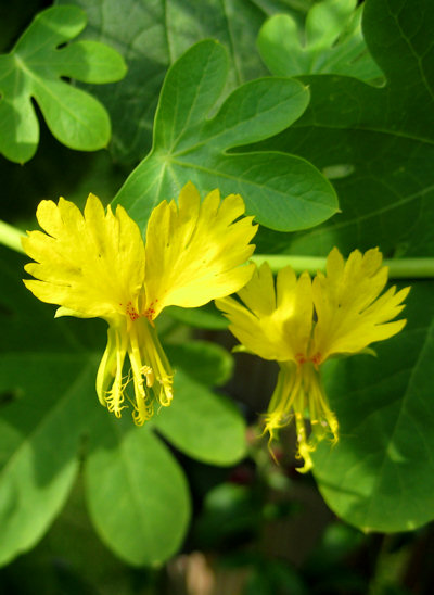 นกน้อยคานารี่ - Canary Creeper