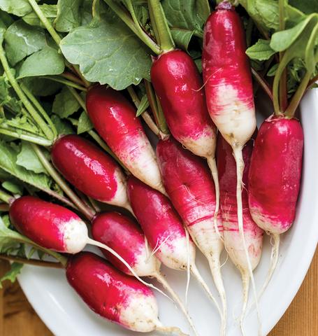 แรดิชเฟรนช์เบรสฟาสต์ - French Breakfast Radish